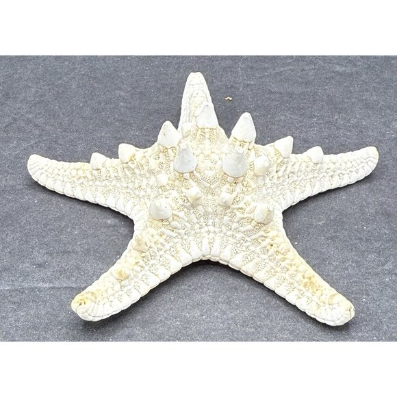 White Bleached Knobby Starfish Sea Star Shell Ocean Nautical Decor 4x4" - Picture 2 of 6